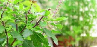Why Seeing a Lizard Near the Tulsi Plant Is Considered a Powerful Omen in Sanatan Dharma Tulsi plant has special significance in Sanatan Dharma.