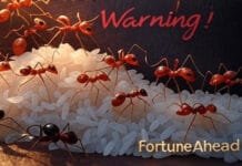 The Mysterious Appearance of Ants in the House: What It Really Means According to Vastu mysterious-ants-meaning-red-vs-black-vastu-signs-wealth-loss