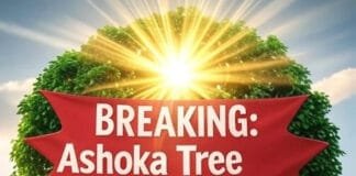 Ashoka Tree: The Sacred Tree That Eliminates Quarrels, Tension, Misfortune, and Invites Happiness, Prosperity & Positive Energy Astrological and Vastu Benefits of Planting Ashoka Tree at Home