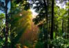 India Climbs to 9th Globally in Forest Area; Reports Major Environmental Gains Dense Indian forest showing tree canopy and greenery representing India’s environmental progress