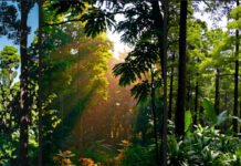 India Climbs to 9th Globally in Forest Area; Reports Major Environmental Gains Dense Indian forest showing tree canopy and greenery representing India’s environmental progress
