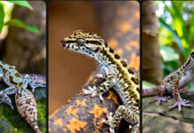 New Gecko Species Discovered in Tamil Nadu | Indian Biodiversity Breakthrough 2025 New Gecko Species Discovered in Tamil Nadu