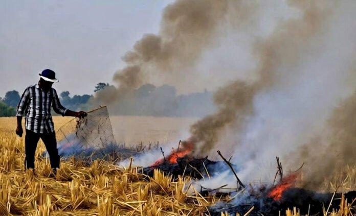 Farmers in Punjab burning crop residue as experts debate broader agricultural reforms to address India’s air, water, and food crises.