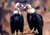 India’s First National Vulture Survey Reveals a 70% Decline in Nesting Sites Vulture population India, 2025 National Vulture Survey,