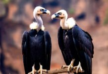 India’s First National Vulture Survey Reveals a 70% Decline in Nesting Sites Vulture population India, 2025 National Vulture Survey,