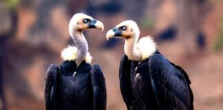 India’s First National Vulture Survey Reveals a 70% Decline in Nesting Sites Vulture population India, 2025 National Vulture Survey,