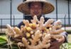 Mizoram Declared ‘Ginger Capital of India,’ Launches ₹500 Cr. Plan to Triple Farmer Export Income A Mizoram farmer holding freshly harvested, high-yield Nagaland ginger rhizomes in front of a modern MAMB cold storage facility, symbolizing agricultural progress.