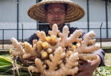 Mizoram Declared ‘Ginger Capital of India,’ Launches ₹500 Cr. Plan to Triple Farmer Export Income A Mizoram farmer holding freshly harvested, high-yield Nagaland ginger rhizomes in front of a modern MAMB cold storage facility, symbolizing agricultural progress.