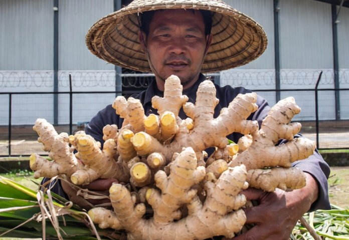 The Ginger Capital: Mizoram's Leap to Global Spice Markets A Mizoram farmer holding freshly harvested, high-yield Nagaland ginger rhizomes in front of a modern MAMB cold storage facility, symbolizing agricultural progress.