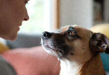 New Study Finds Dogs Can Understand Far More Human Words Than Once Believed Dog listening attentively to a human voice, representing new research on canine vocabulary and word understanding.