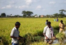 India Becomes World’s Largest Rice Producer, Overtakes China in Historic Milestone Indian farmers harvesting rice in paddy fields as India becomes world’s largest producer