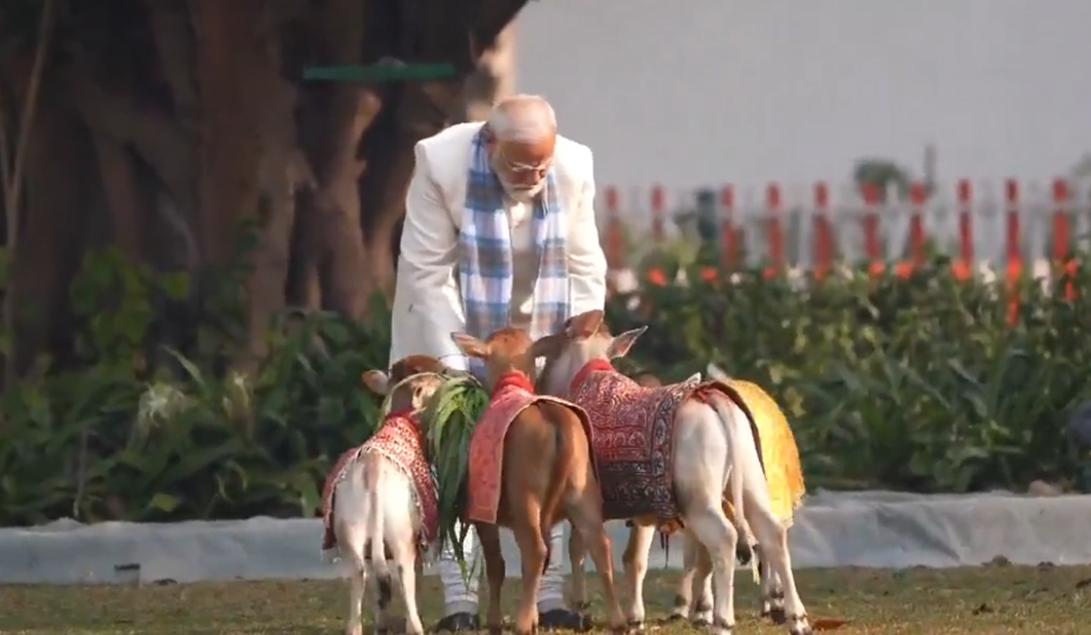 Prime Minister Narendra Modi performing Gau Seva by feeding cows on Makar Sankranti