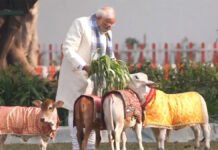 PM Modi Performs ‘Gau Seva’ on Makar Sankranti; Feeds Cows at Official Residence, Shares Photos Prime Minister Narendra Modi performing Gau Seva by feeding cows on Makar Sankranti