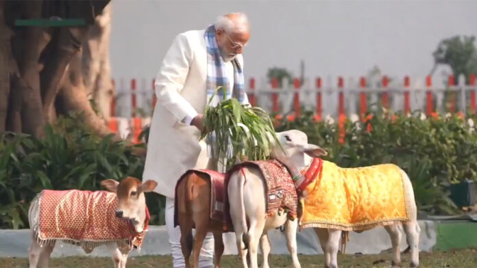 Prime Minister Narendra Modi performing Gau Seva by feeding cows on Makar Sankranti