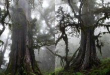 World’s Oldest Living Tree Confirmed: Chilean Scientists Date ‘Great Grandfather’ at Over 5,500 Years World’s oldest living tree Great Grandfather in Chile’s Alerce Costero National Park