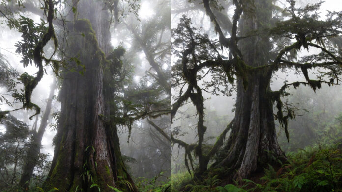 World’s oldest living tree Great Grandfather in Chile’s Alerce Costero National Park