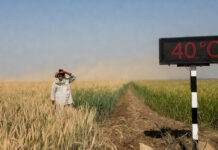 Heat Alert: March 2026 May Turn Exceptionally Hot, Threatening India’s Wheat and Mustard Output as Temperatures Near 40°C Heatwave conditions in North India as wheat and mustard crops face rising March temperatures