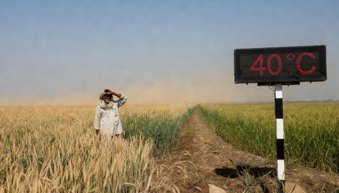 Heatwave conditions in North India as wheat and mustard crops face rising March temperatures