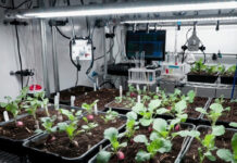 NASA Study Finds Radishes Grown in Moon Soil Safe to Eat, Opening Door to Farming on the Moon Radishes growing in simulated moon soil inside a NASA laboratory experiment
