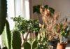 Avoid These “Unlucky” Plants at Home: Vastu Tips to Prevent Financial Stress and Negative Energy Unlucky Plants for Home: Avoid These Vastu Plants That May Bring Financial Problems and Stress
