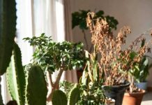 Avoid These “Unlucky” Plants at Home: Vastu Tips to Prevent Financial Stress and Negative Energy Unlucky Plants for Home: Avoid These Vastu Plants That May Bring Financial Problems and Stress